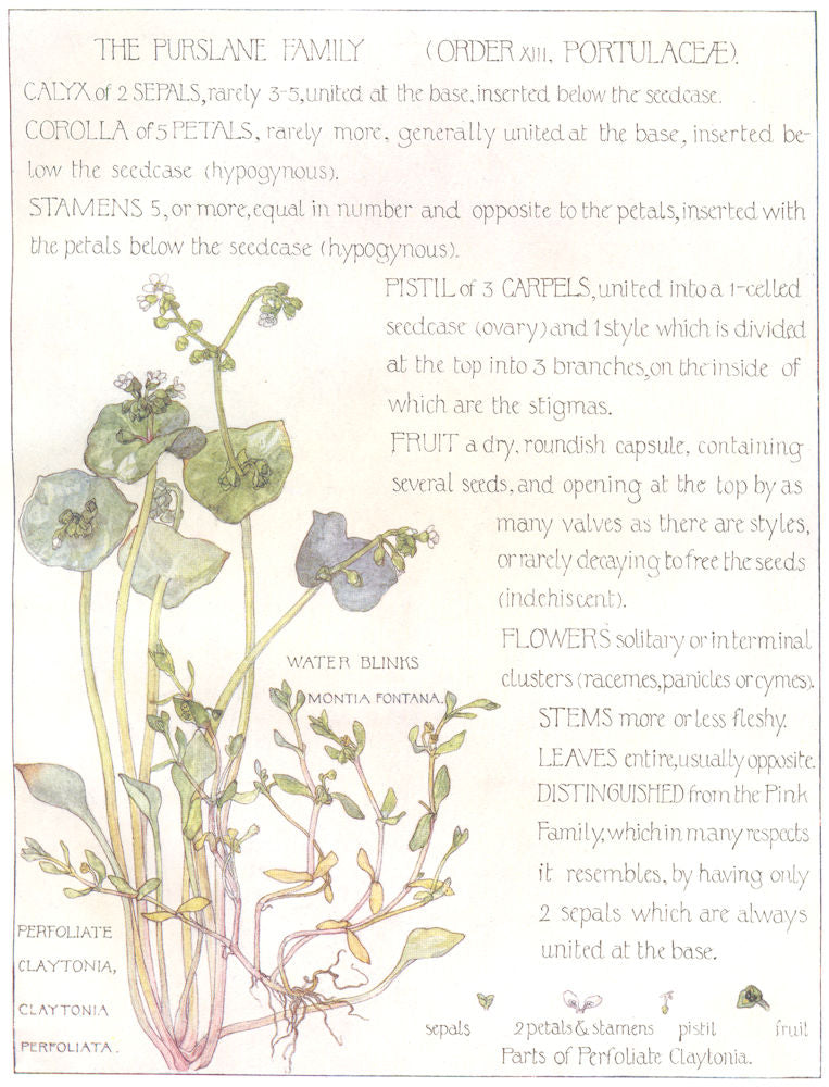 FLOWERS. Purslane family. Portulaceae. Water Blinks 1907 old antique print